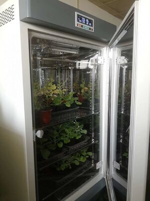 Liyi Plant Growth Chamber Artificiële klimaat Zaad Ontkiemingsmachine Plant Growth Box Incubator